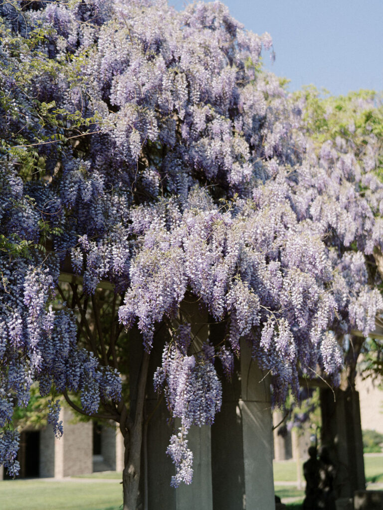 Wisteria in full bloom draping over the walkway at the University of Notre Dame