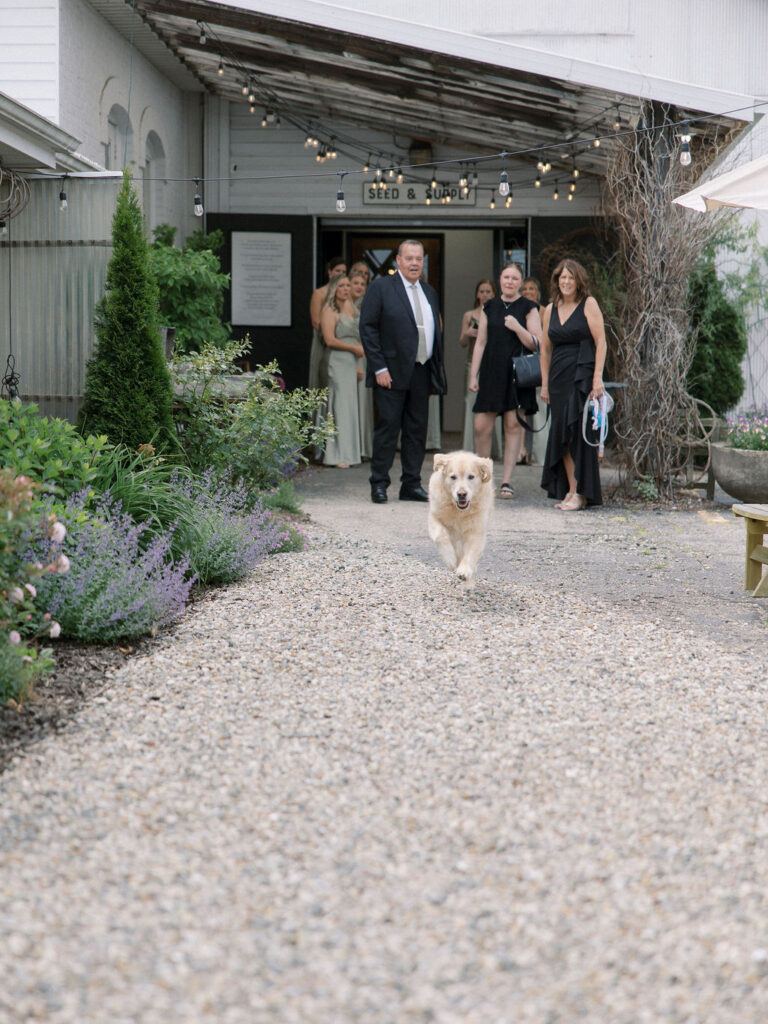 Candid photo of the bride and grooms dog running out to them