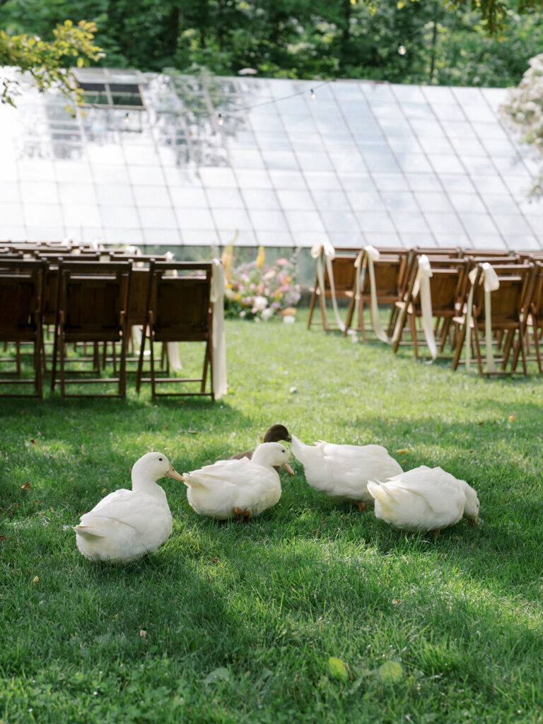 Ducks walking through the ceremony space at The Glass House Community.