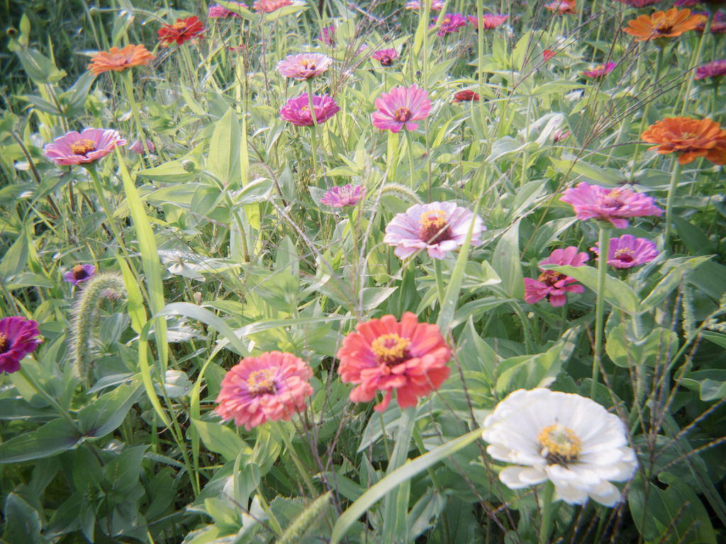 Colorful florals in the meadows at Of The Land